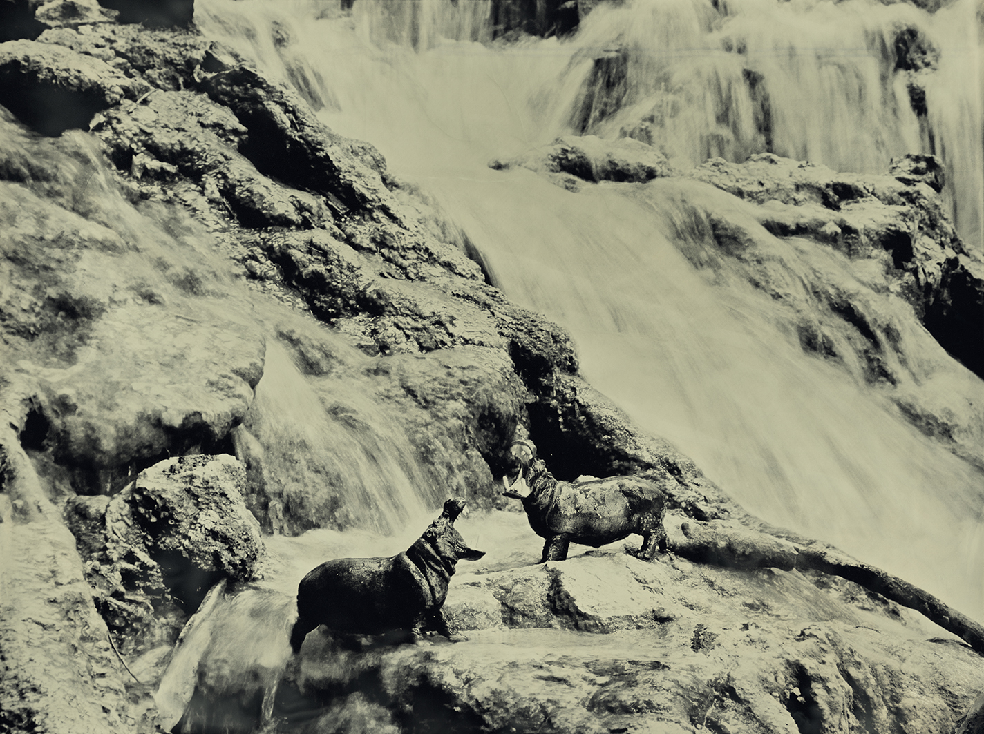 Hippopotamus Krka Falls Croatia